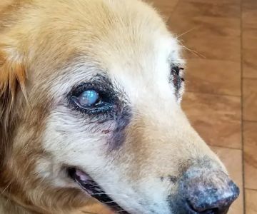 Village Veterinary Medical Center, A Thrive Pet Healthcare Partner
