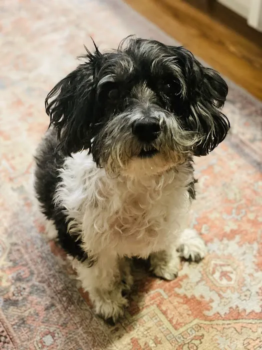 Village Veterinary Medical Center, A Thrive Pet Healthcare Partner 10