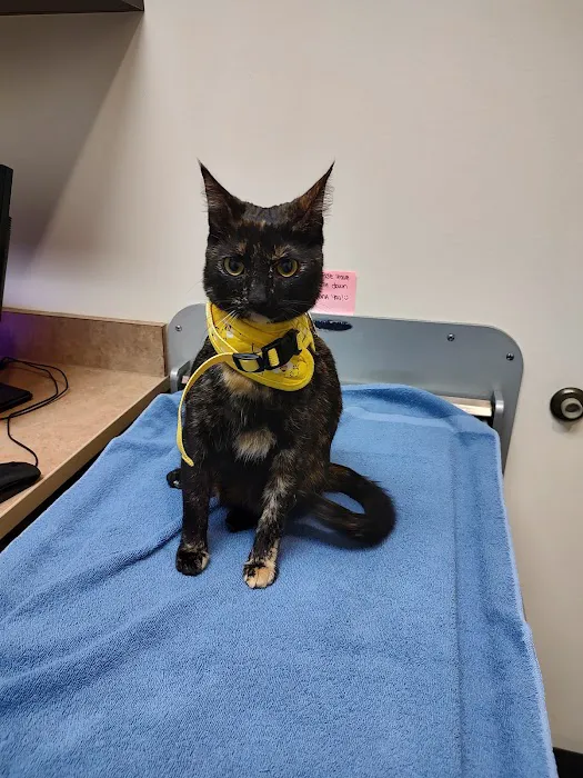 Village Veterinary Medical Center, A Thrive Pet Healthcare Partner 9