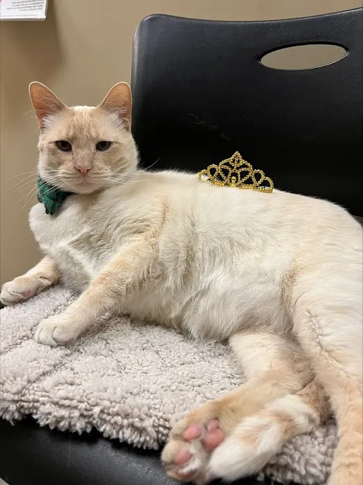 Village Veterinary Medical Center, A Thrive Pet Healthcare Partner 8