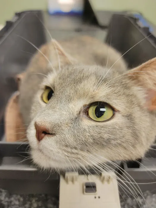 Knoxville Animal Clinic 1