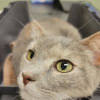Knoxville Animal Clinic ico