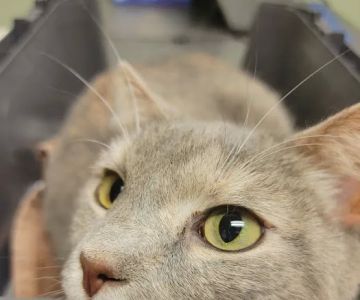 Knoxville Animal Clinic