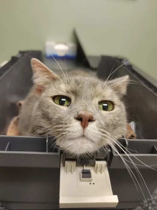 Knoxville Animal Clinic 4