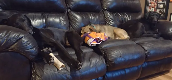 Knoxville Animal Clinic 5