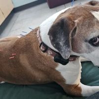 Animal Wellness and Rehabilitation Center (AWRC) ico