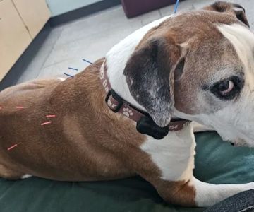 Animal Wellness and Rehabilitation Center (AWRC)