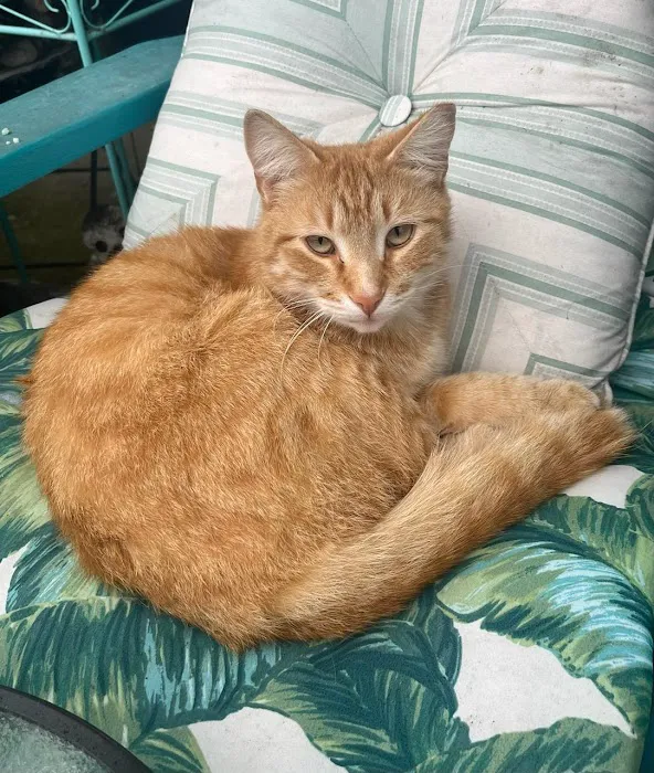 Young-Williams Spay/Neuter Solutions 3