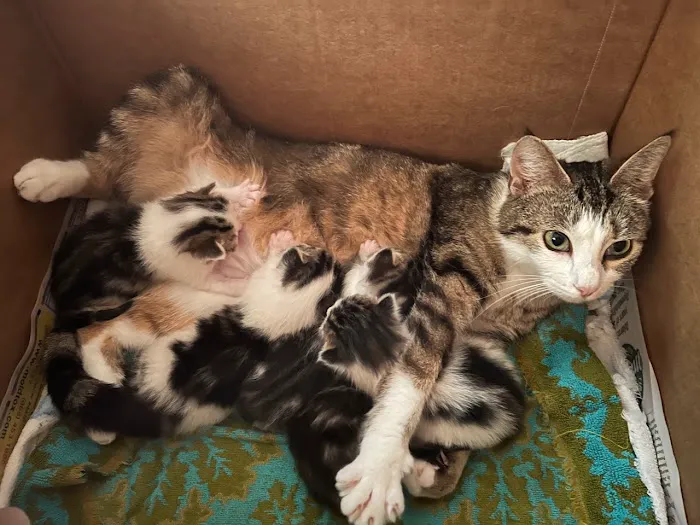 Young-Williams Spay/Neuter Solutions 2
