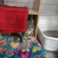 Banfield Pet Hospital ico
