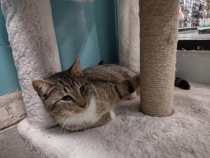 Banfield Pet Hospital 4