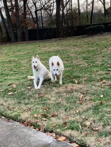 Bluegrass Animal Hospital 9