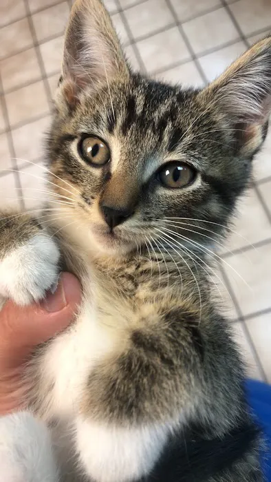 Rocky Hill Animal Hospital 2