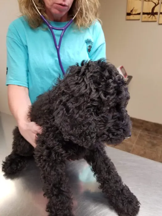 Emerson Veterinary Clinic and Hospital 2