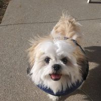Humboldt Veterinary Clinic, P.C. ico