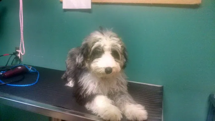 Family Pet Medical Center 3