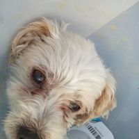 Family Pet Medical Center ico
