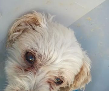 Family Pet Medical Center