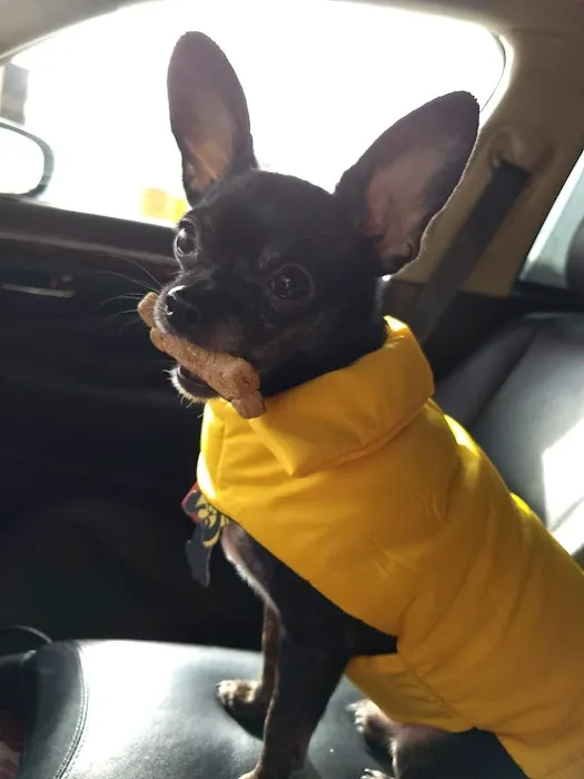 Holm Animal Hospital 7