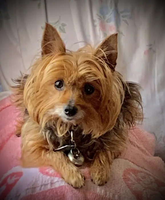 Highland Park Animal Hospital 9