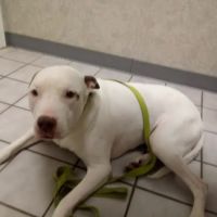 All-Pets Hospital: Berge Kathy DVM ico