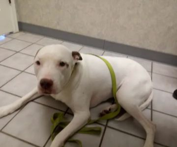 All-Pets Hospital: Berge Kathy DVM