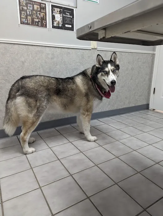 All-Pets Hospital 1