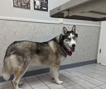All-Pets Hospital
