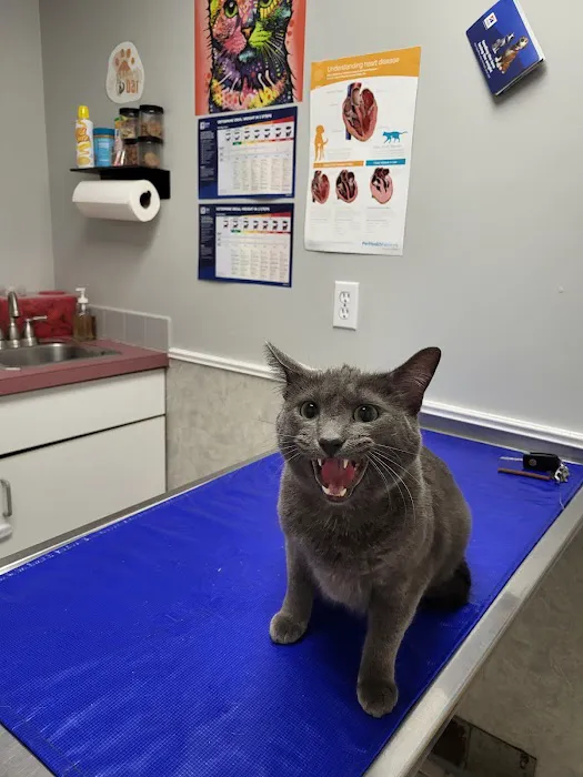 All-Pets Hospital 8