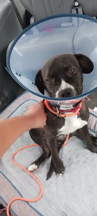 Afford-A-Care Pet Hospital 4