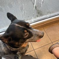 Afford-A-Care Pet Hospital ico