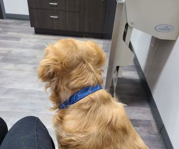 Carlisle Veterinary Clinic