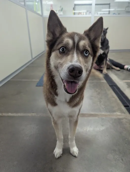 VCA Avondale Veterinary Hospital 2