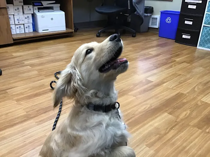 VCA Avondale Veterinary Hospital 7