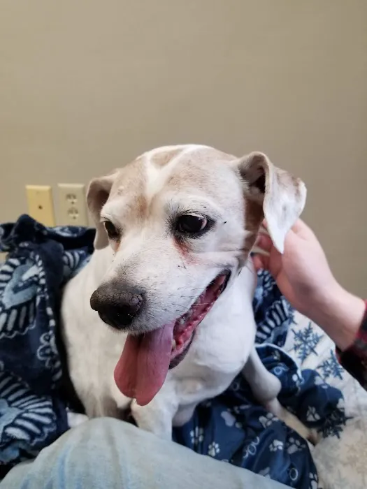 VCA Avondale Veterinary Hospital 6