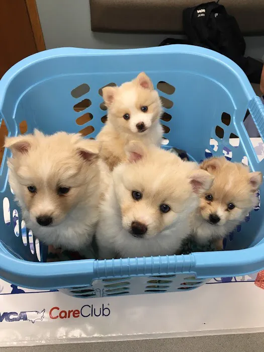 VCA Avondale Veterinary Hospital 9