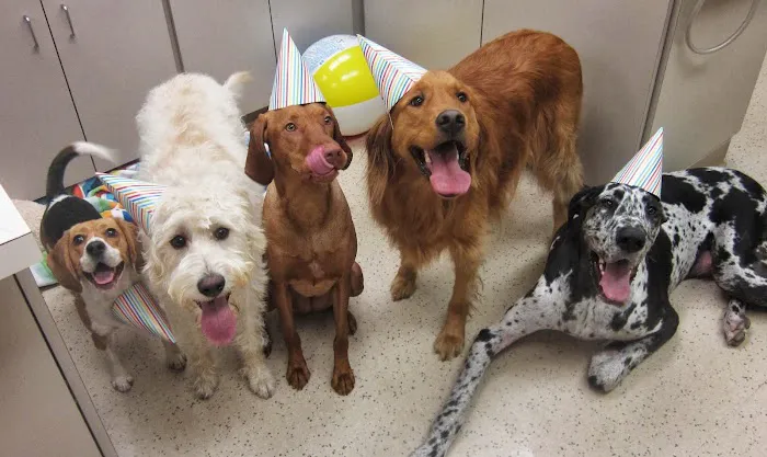 South Des Moines Veterinary Center 2