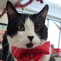 South Des Moines Veterinary Center ico