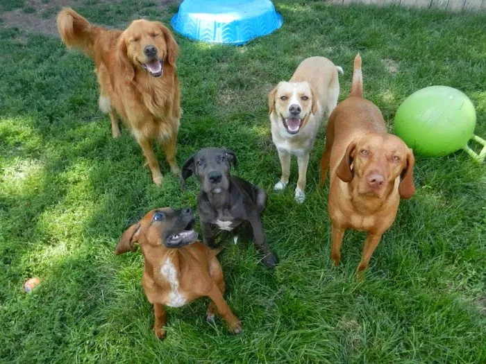 South Des Moines Veterinary Center 6