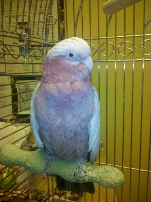 Fleur Pet Hospital 5