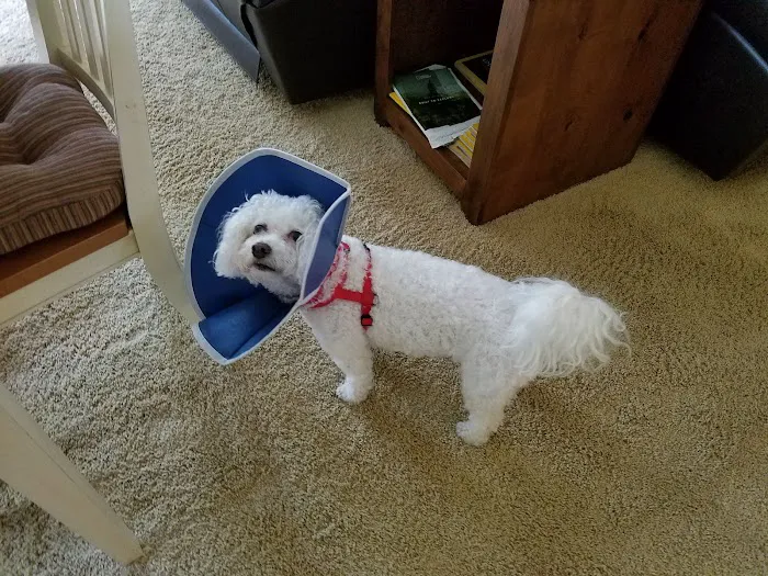 Fleur Pet Hospital 7