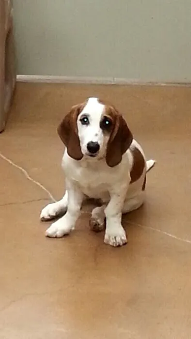 Fleur Pet Hospital 8