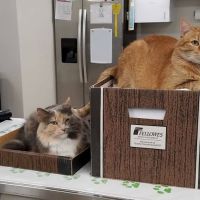 Indianola Veterinary Clinic ico