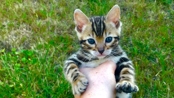 Iowa Kurimski Bengals 1