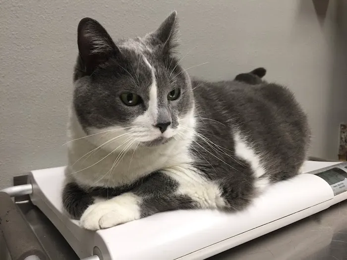 Ottumwa Family Animal Care 2