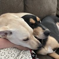 Ottumwa Family Animal Care ico