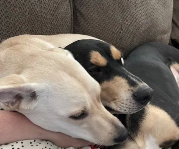 Ottumwa Family Animal Care