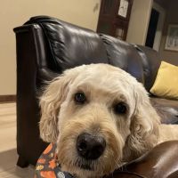 Sullivan Family Pet Hospital ico