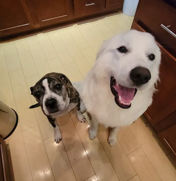 Sullivan Family Pet Hospital 4