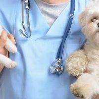 Rush Animal Care Clinic P.C. ico